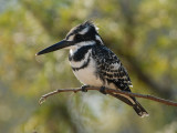 Pied Kingfisher   Kruger