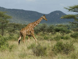 Net Giraffe Samburu