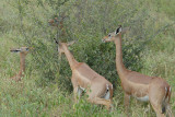 Female Gerenuk Samburu