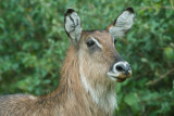 Waterbuck  Mount Kenya