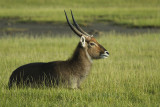 Waterbuck  Nakuru