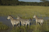 Zebras Nakuru