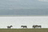 Zebras Lakeside Nakuru