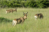 Hartebeast  Masai Mara