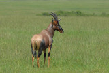 Topi  Masai Mara