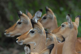 Impalas  Samburu