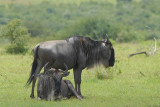 Wildebeast  Masai Mara