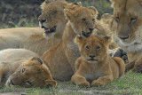 Lions  Masai Mara