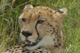 Cheetah  Masai Mara