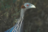 Vulturine Guineafowl  Samburu