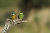 Little Bee-Eater  Samburu