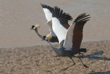 Grey Crowned Crane  Samburu