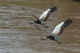 Grey Crowned Crane  Samburu