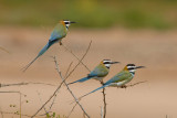 White-Throated Bee-Eater  Samburu