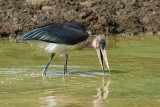 Marabou Stork  Mount Kenia