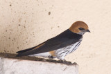 Lessrv Striped Swallow  Masai Mara