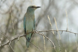 Eurasian Roller  Masai  Mara
