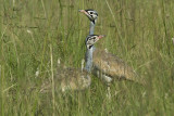 White-Bellied Bustard  Masai Mara