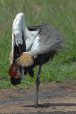 Grey Crowned Crane  Masai Mara