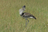 Kori Bustard  Masai Mara