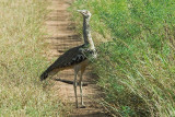 Kori Bustard   Samburu