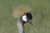 Grey Crowned Crane  Masai Mara