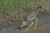 Wattled Plover  Masai Mara