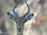 Impala   Kruger