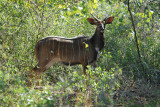 Nyala male  Kruger