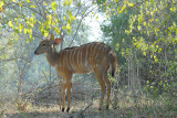 Nyala female   Kruger