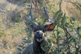 Nyala male   Kruger.