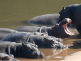 Hippos  Kruger