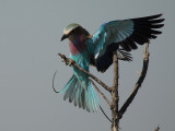 Lilacbreasted Roller   Kruger