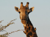   Common Giraffe  Kruger