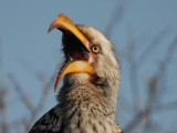 S.Yellowbilled Hornbill  Kruger