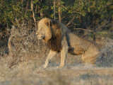 African Lion   Kruger