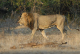 African Lion   Kruger