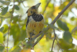 Crested  Barbet   Kruger