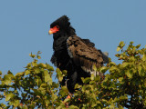 Bateleur Kruger