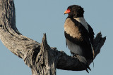 Bateleur Kruger