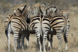 Common Zebra   Kruger