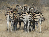 Common Zebra