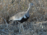Redcrested Korhaan   Kruger