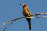Whitefronted Bee-eater   Kruger