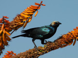 Greater Blue-eared Starling Kruger