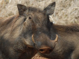 Warthog   Swaziland