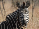 Common Zebra   Kruger