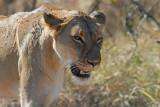 African Lion   Kruger