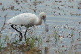 African Spoonbill (imm) Swaziland