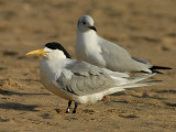 Swift Tern  Cape Vidal